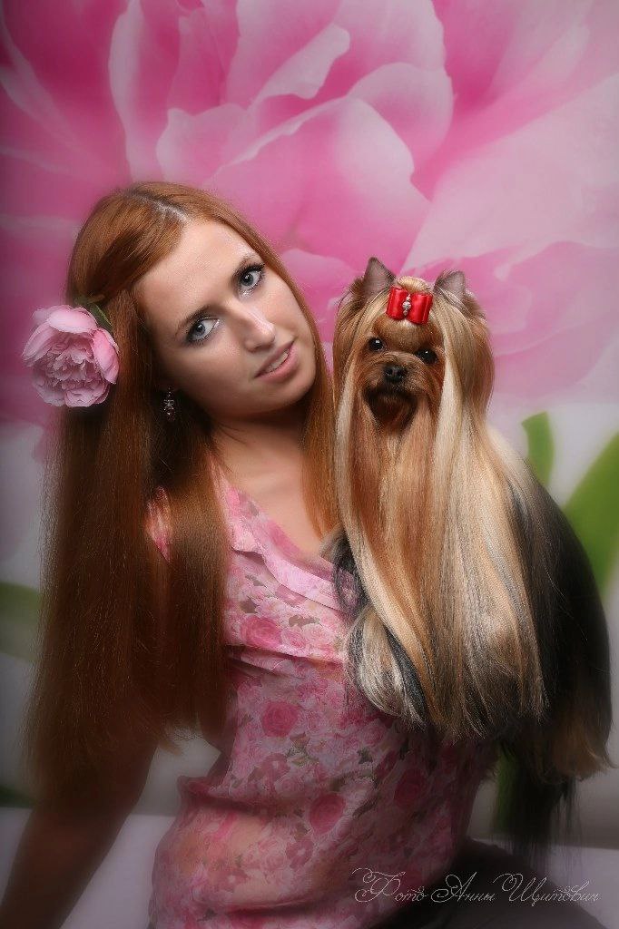 Nexachuxa &mdash; Labaza DogPedigree YorkshireTerrier